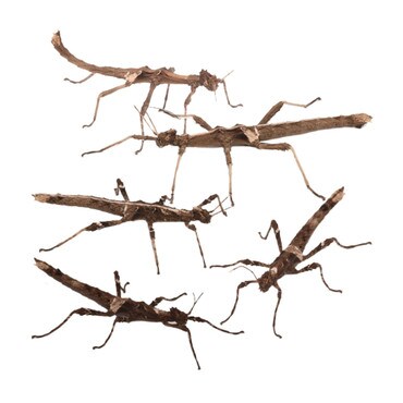 Sunny Stick Insect, Group of 5